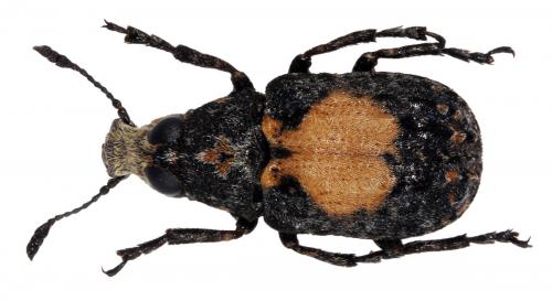Réf. 39 057 : Gonotropis gibbosa