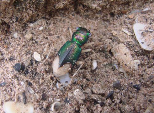 Réf. 39 681 : Grammognatha euphratica