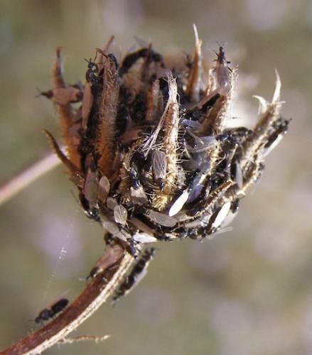 Reichertella sp.