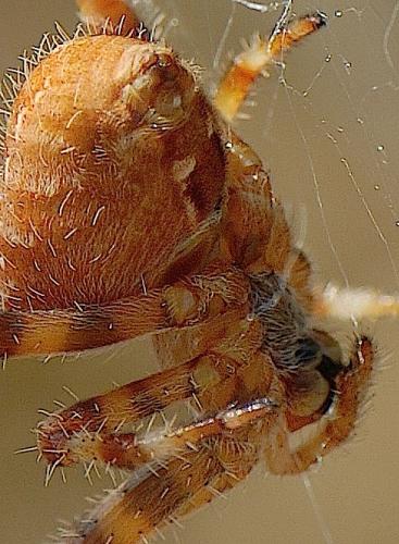 Araneus pallidus