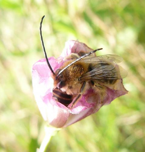 Eucera sp.