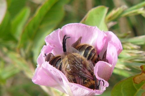 Réf. 39 851 : Eucera sp.