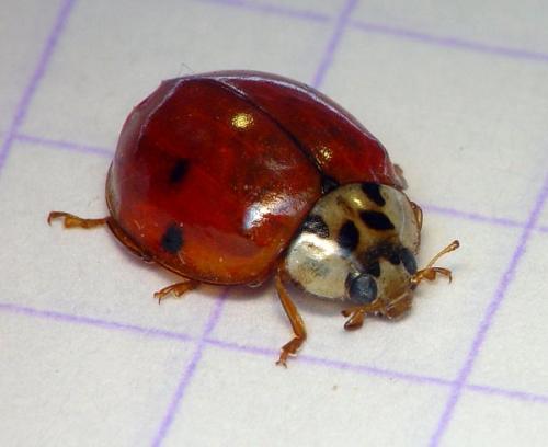Harmonia axyridis