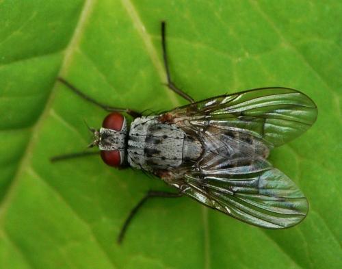 Helina sexmaculata