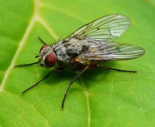 Helina sexmaculata