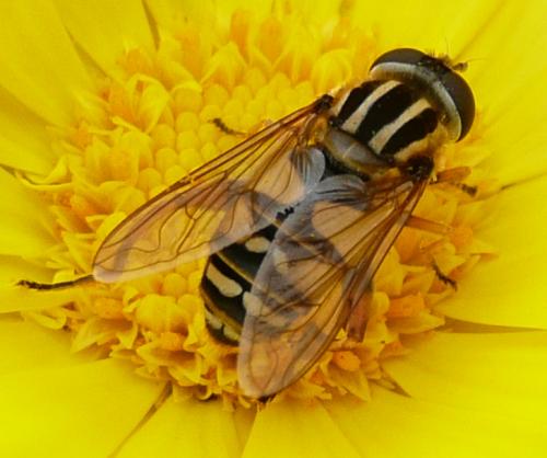 Réf. 39 066 : Helophilus pendulus