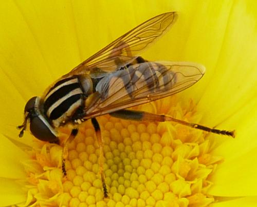 Helophilus pendulus