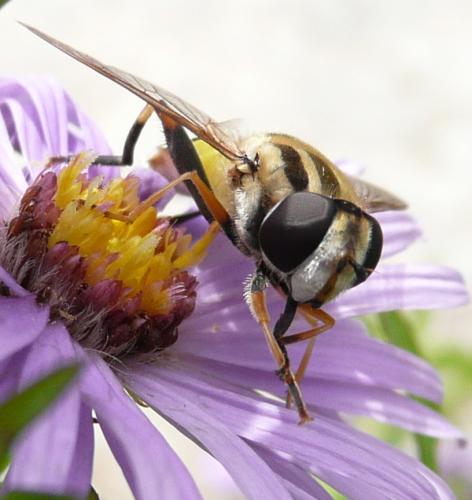 Réf. 39 496 : Helophilus trivittatus