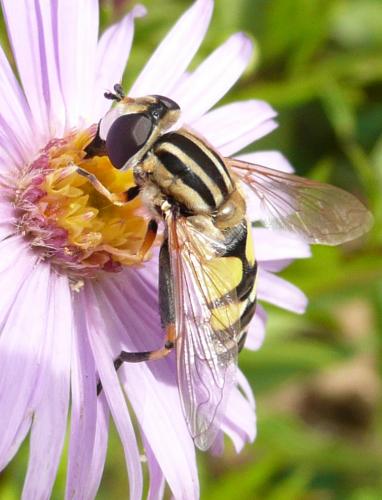 Helophilus trivittatus