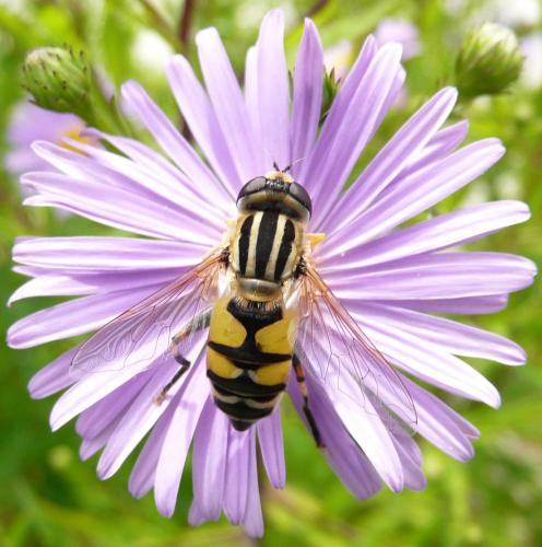 Réf. 39 499 : Helophilus trivittatus