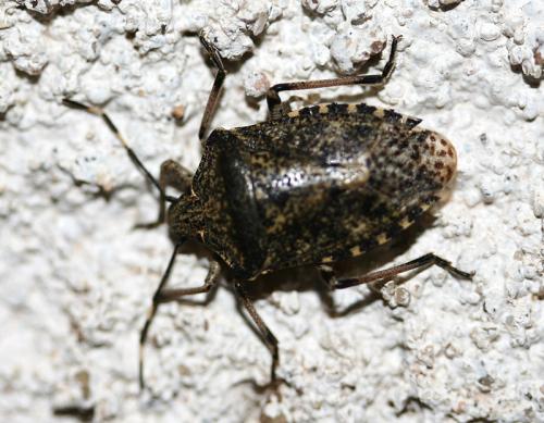 Rhaphigaster nebulosa