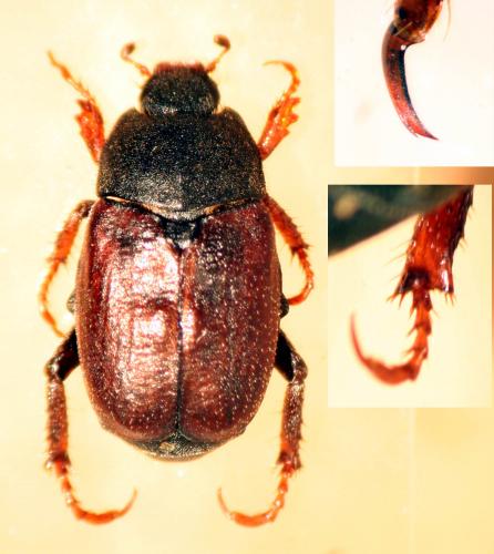 Réf. 39 750 : Hoplia philanthus
