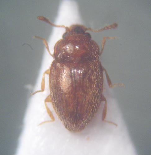 Symbiotes gibberosus