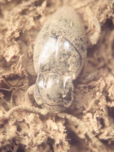 Lycoperdina maritima