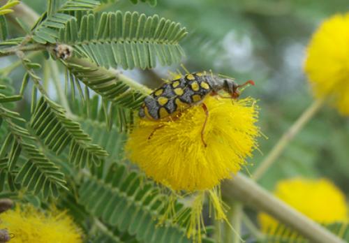Hycleus argentatus