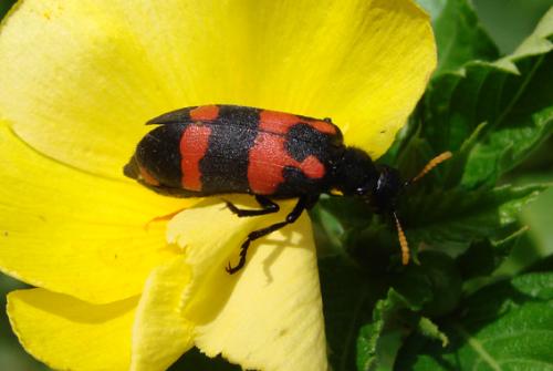 Réf. 39 809 : Hycleus senegalensis