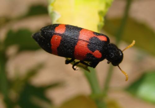 Réf. 39 810 : Hycleus senegalensis