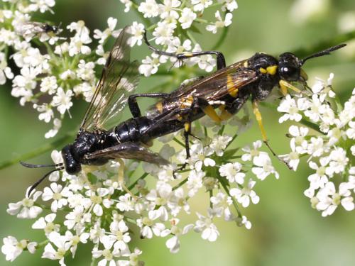 Réf. 39 296 : Macrophya montana