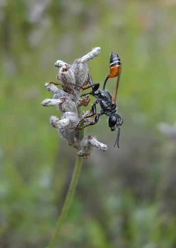 Prionyx kirbii