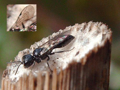 Pemphredon sp.