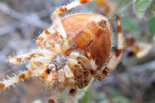 Araneus pallidus