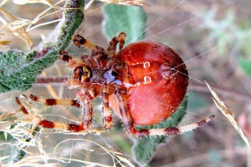 Araneus pallidus