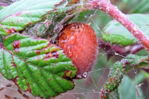 Réf. 39 927 : Araneus pallidus