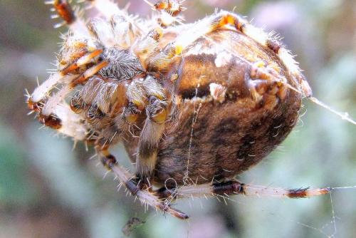 Araneus pallidus