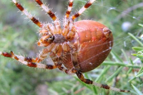 Araneus pallidus