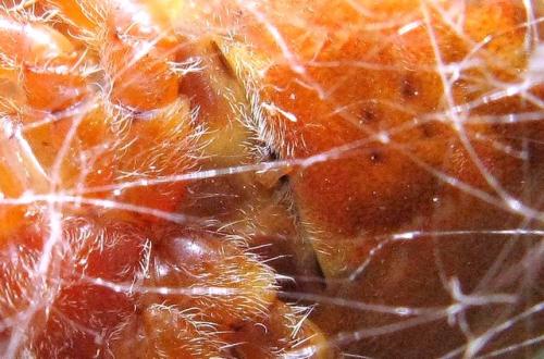 Réf. 39 677 : Araneus pallidus