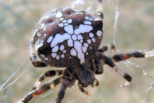 Araneus pallidus