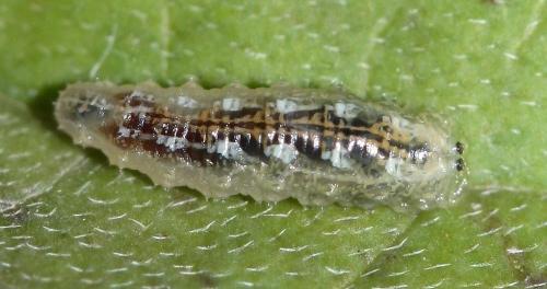 Réf. 39 594 : Syrphus sp.