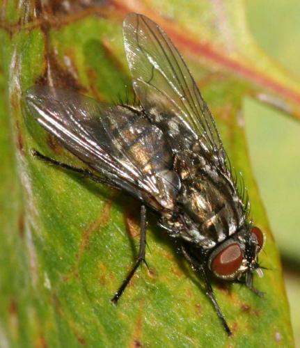 Réf. 39 446 : Dasyphora albofasciata