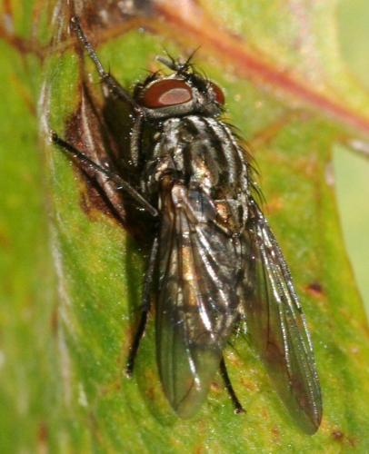 Réf. 39 447 : Dasyphora albofasciata