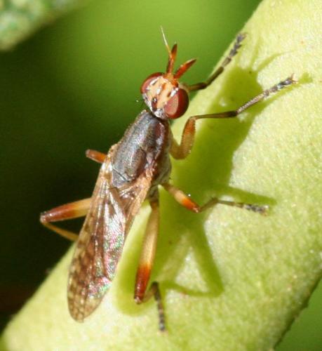 Dichetophora obliterata