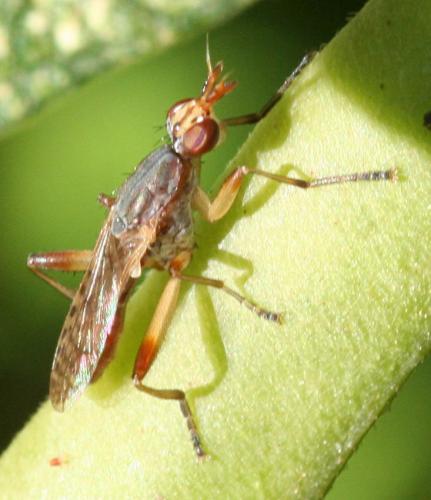 Dichetophora obliterata