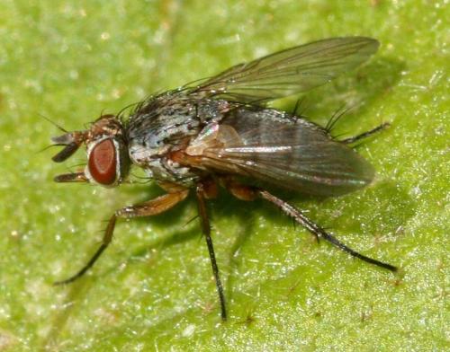 Réf. 39 448 : Siphona sp.