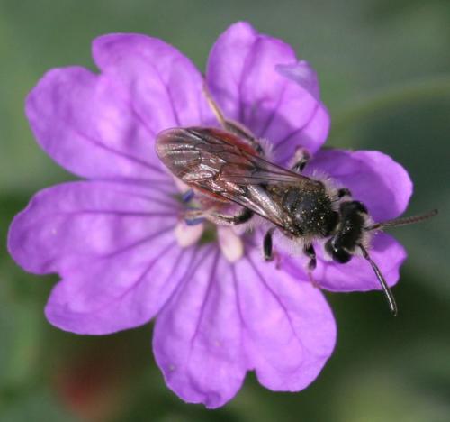 Andrena labiata