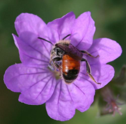 Andrena labiata