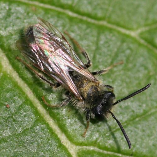 Andrena sp.