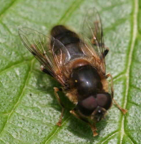 Eristalis pertinax