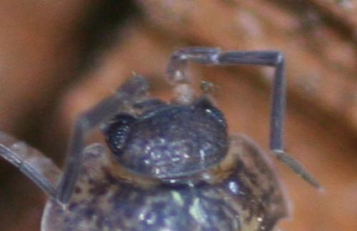 Porcellio monticola