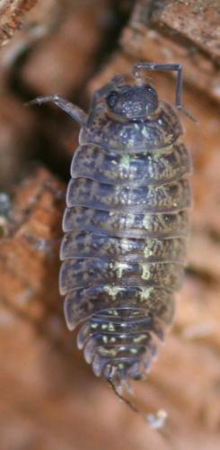 Porcellio monticola