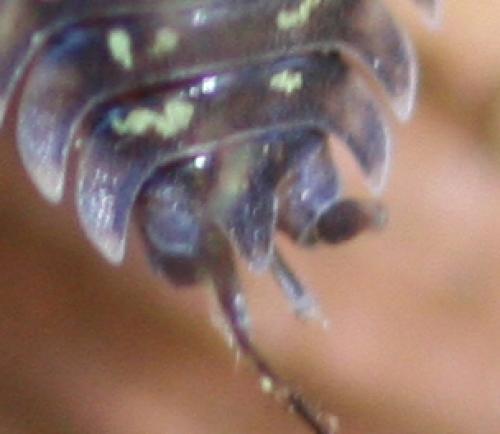 Porcellio monticola