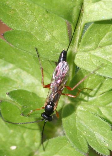Réf. 39 331 : Lissonota sp.