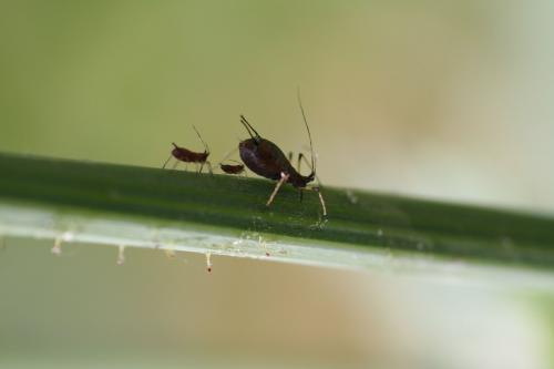 Réf. 39 347 : Macrosiphum rosae