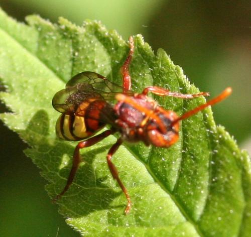 Nomada sp.