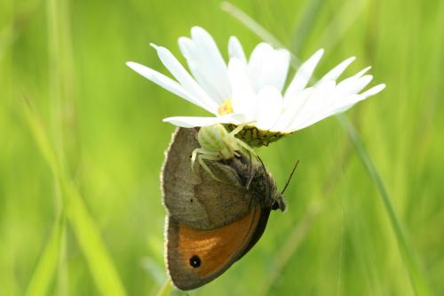 Maniola jurtina