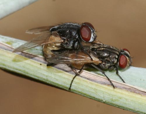 Réf. 39 825 : Musca autumnalis