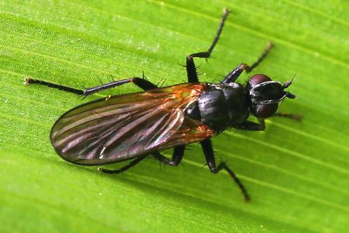 Cordilura sp.